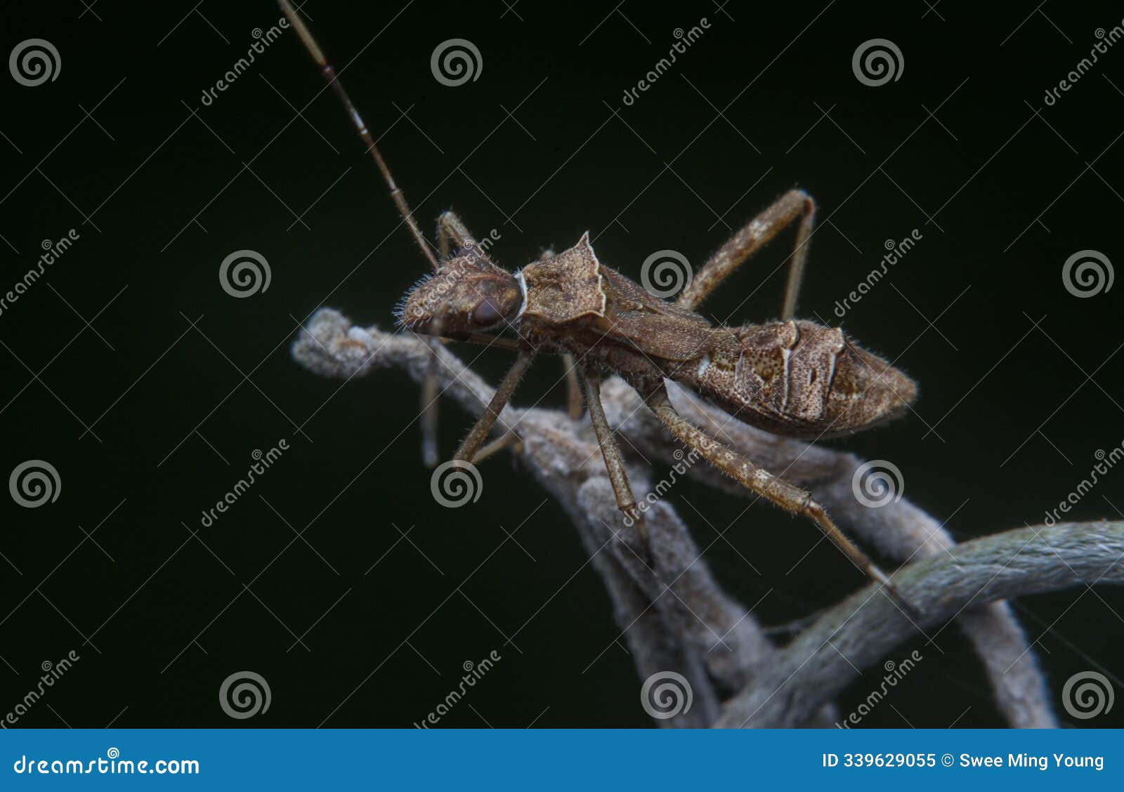 close shot of the riptortus linearis bug.