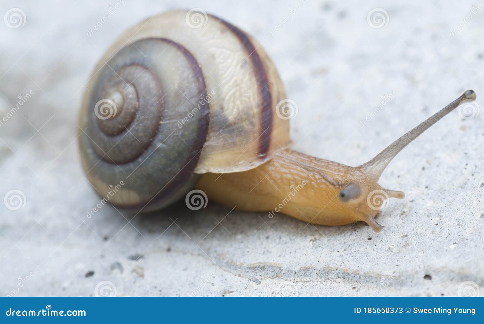 close shot of small discus rotundatus shell snail