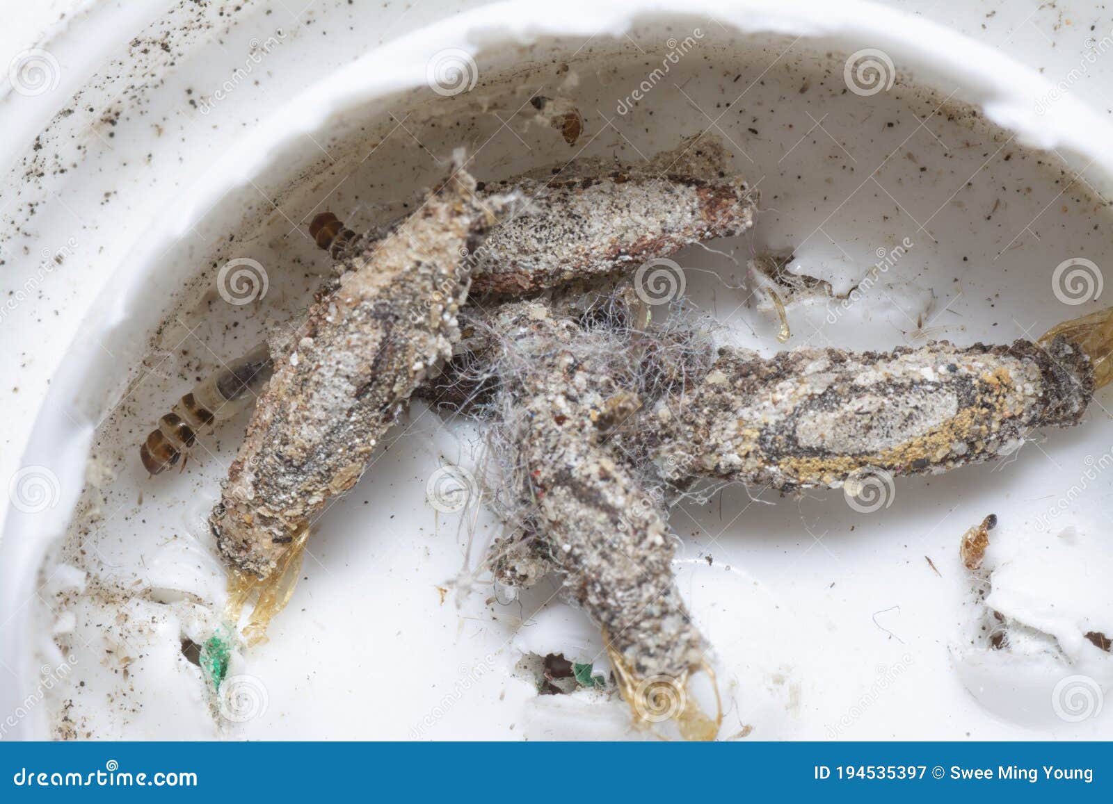 Close Shot of the Tinea Pellionella Larvae Stock Image - Image of macro ...