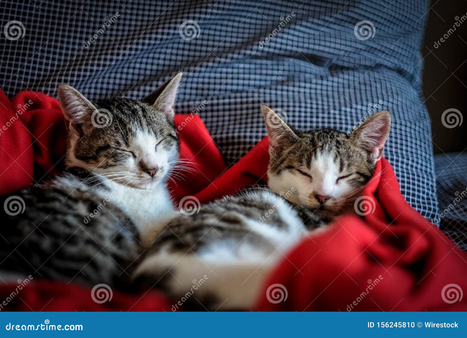 cute cat blanket