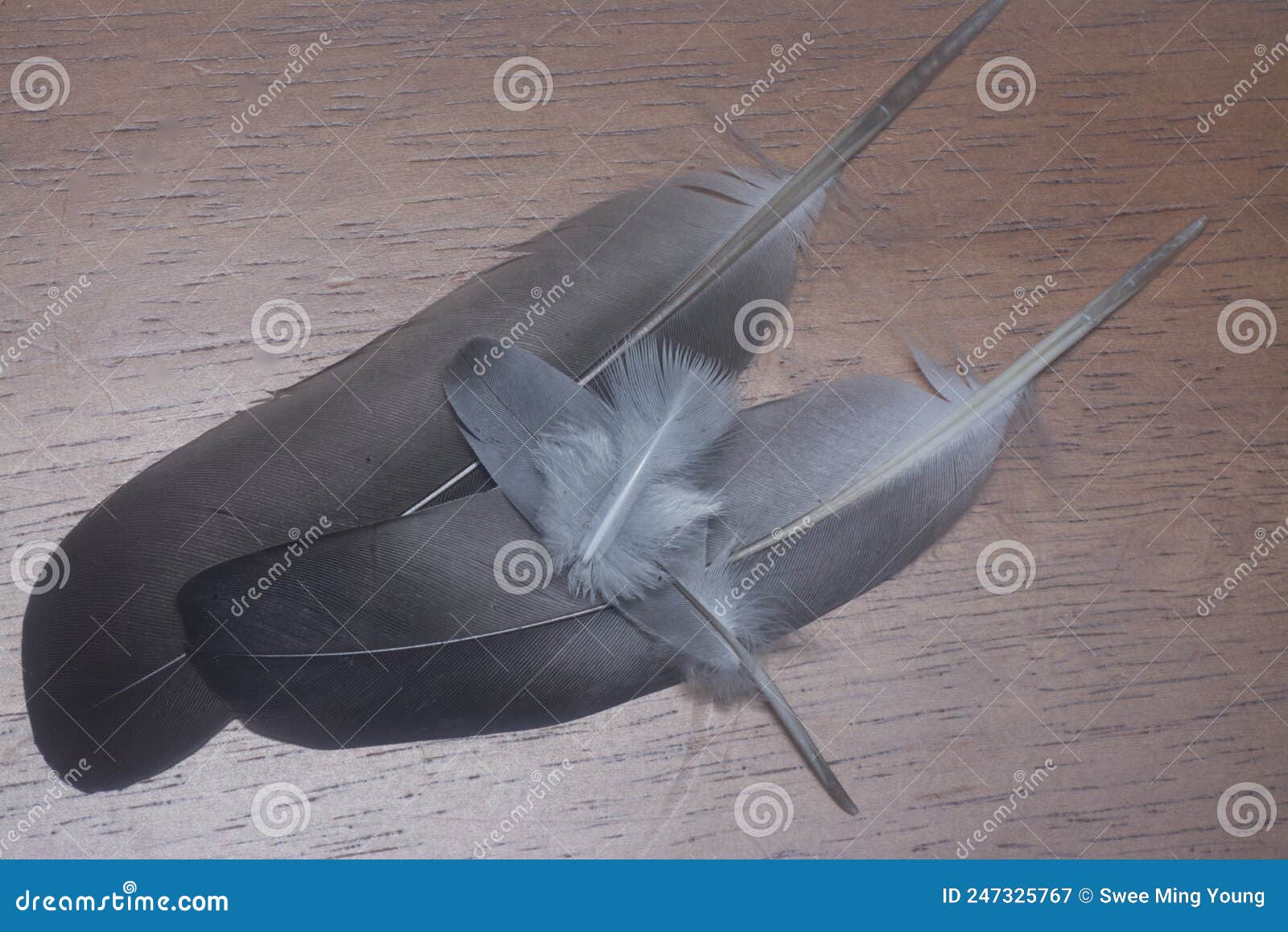 close shot of an unknown bird feather.