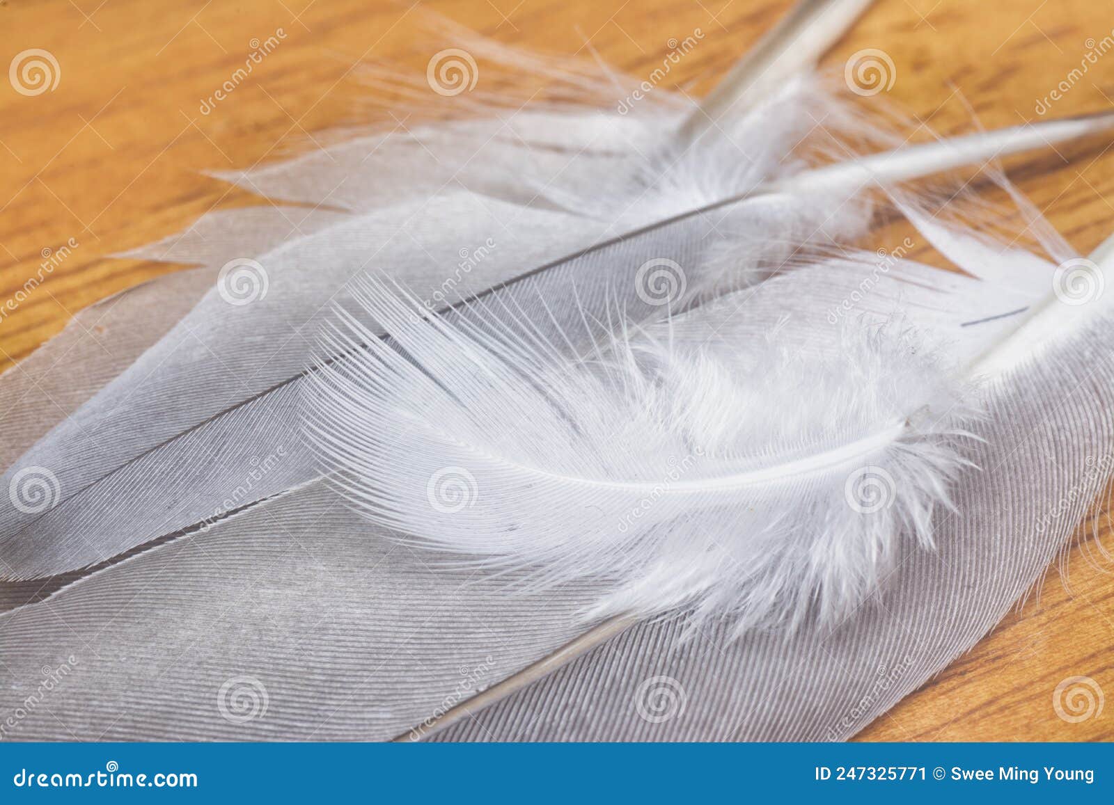 close shot of an unknown bird feather.