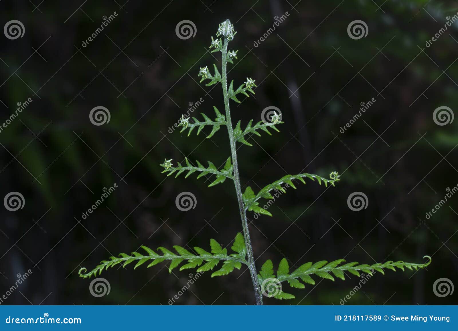 close shot of the wild athyrium filix-femina or squirrel`s foot fern.