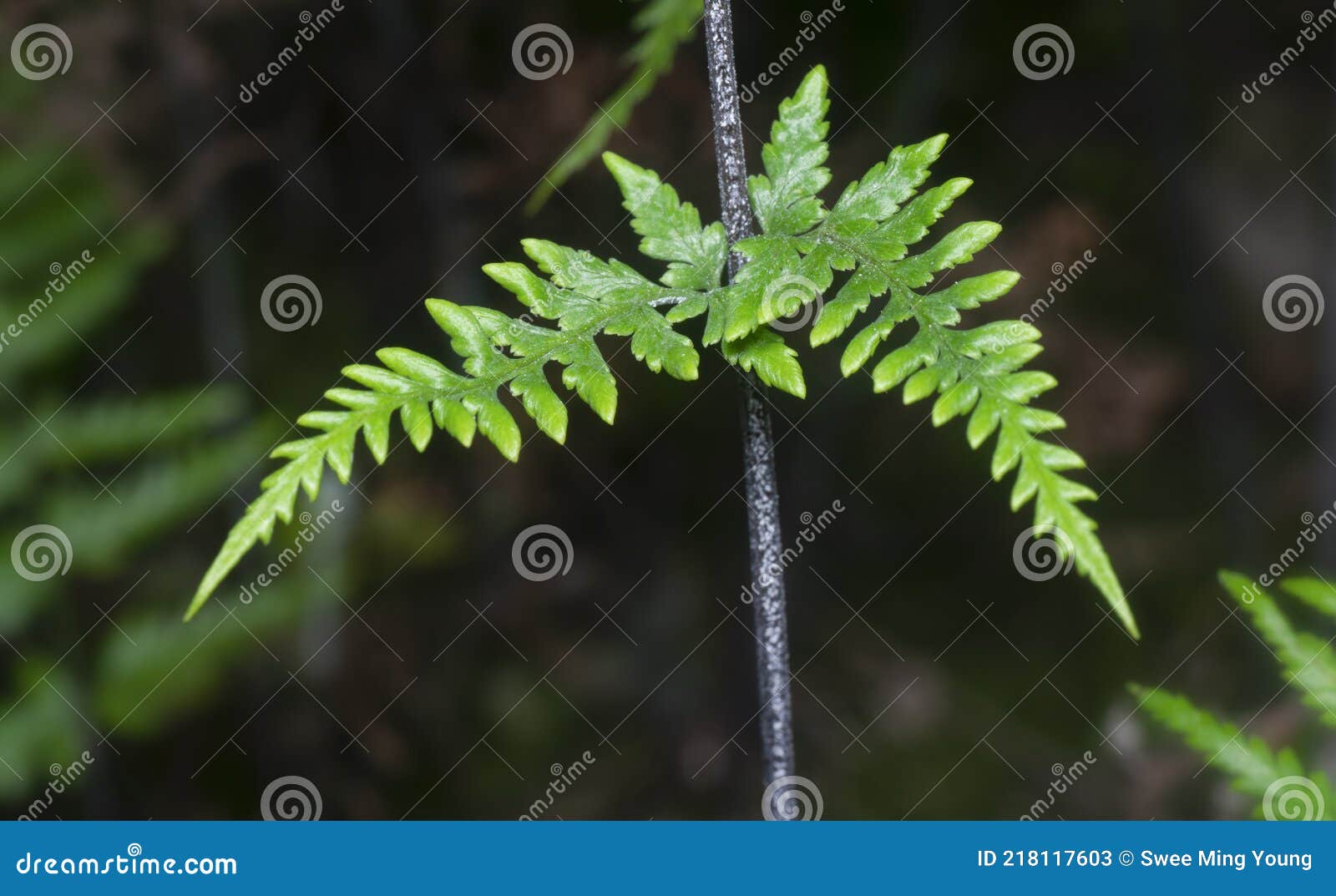 close shot of the wild athyrium filix-femina or squirrel`s foot fern.