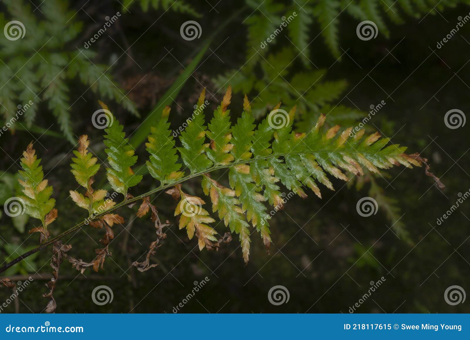 close shot of the wild athyrium filix-femina or squirrel`s foot fern.