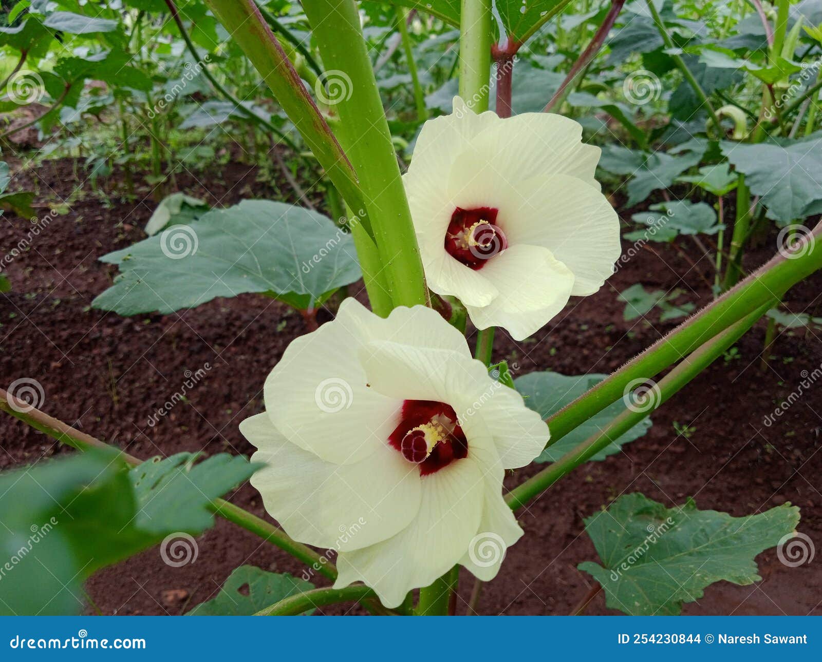 Close Shots of an Okra Flowers(2). Stock Photo Image of garden, shrub 254230844