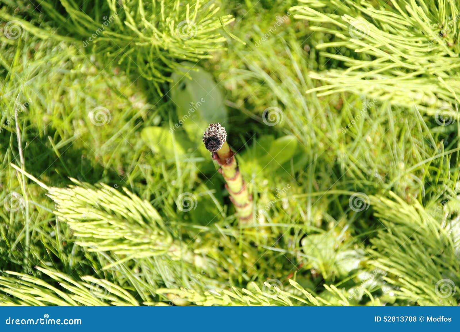 Close on Spores and Field Horsetail Stock Photo Image of weed