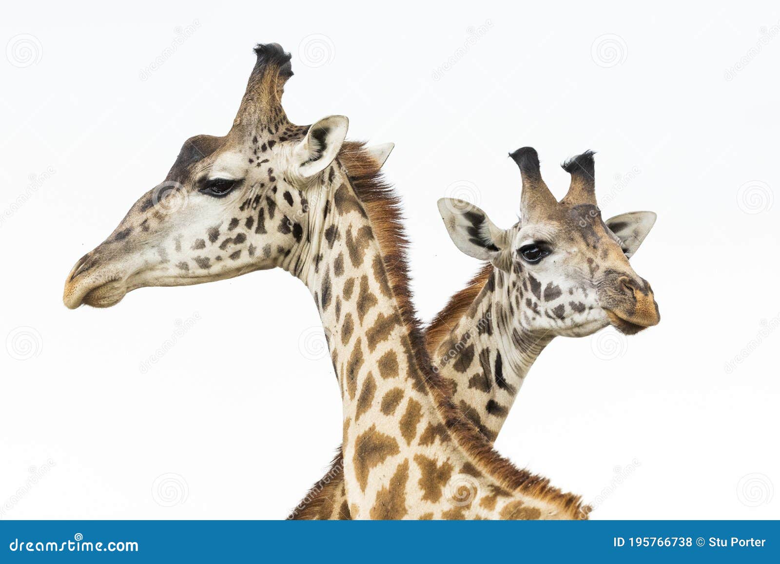 two heads of male giraffes  on white fighting in masai mara in kenya