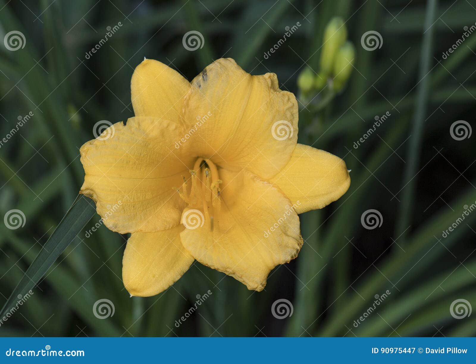 Close Up única Carolina Jasmine Bloom Amarela Imagem de Stock - Imagem de  flor, jasmim: 90975447
