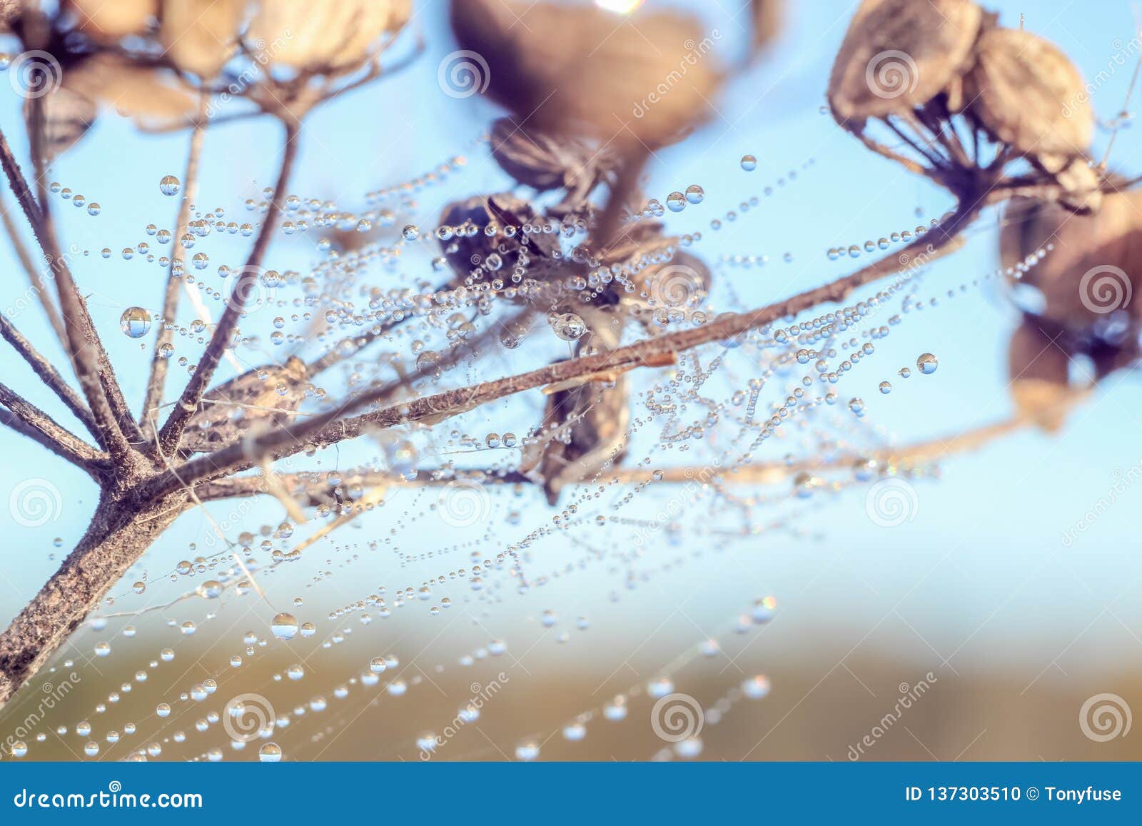 close-up of abstract drops on a dry plant on a web with variable focus