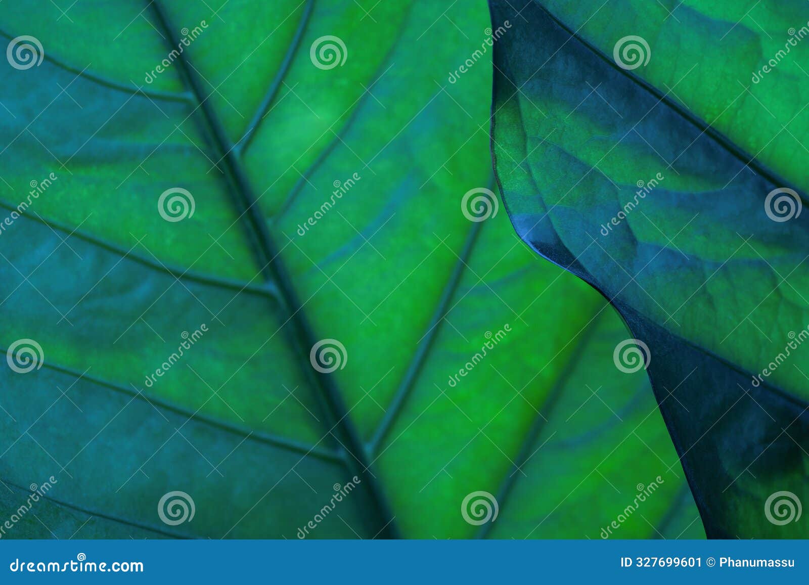 close-up abstract macro nature exotic turquoise blue green leave texture tropical forest plant in dark background.curve leaf