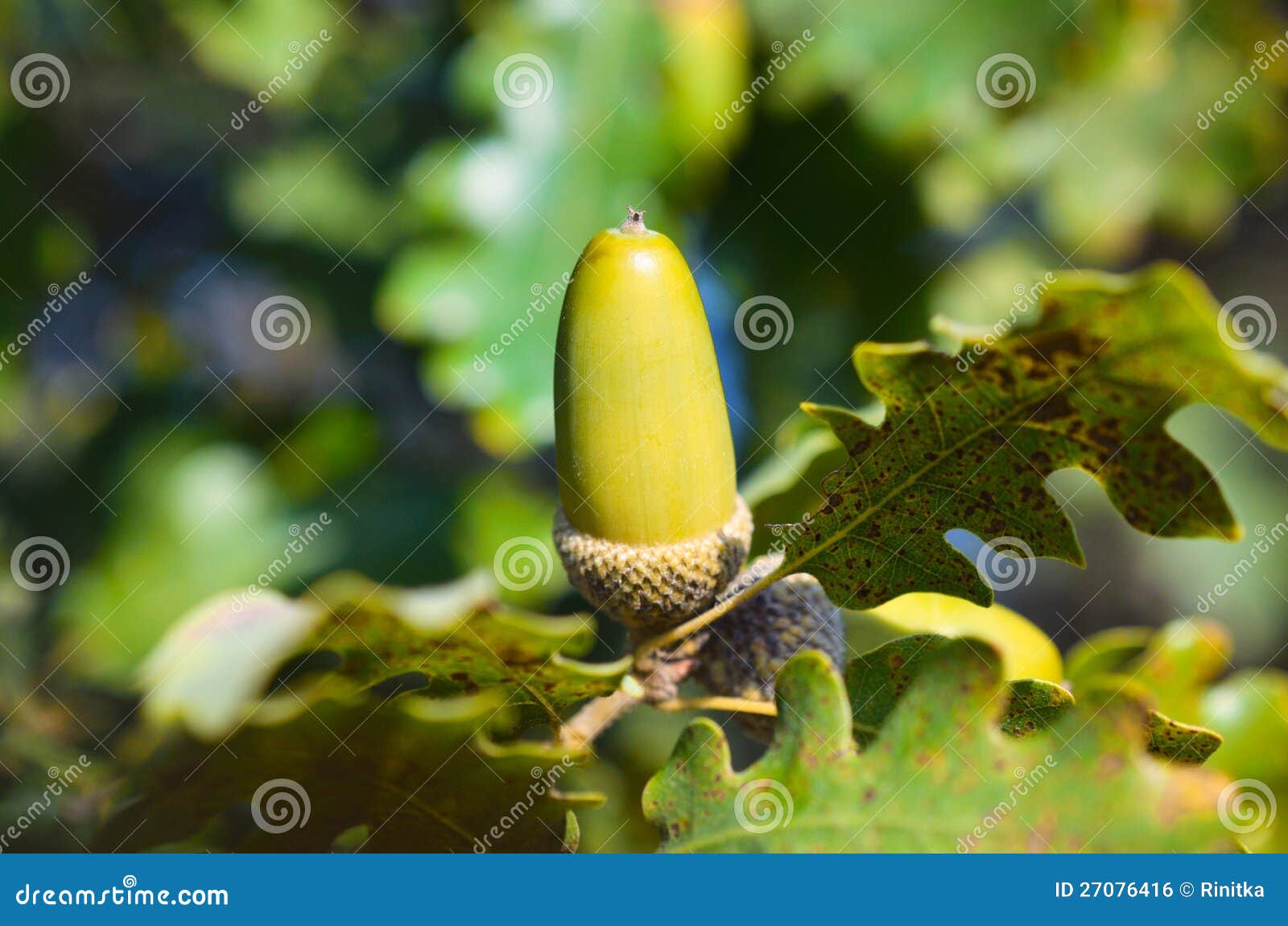 Close up of acorn stock photo. Image of botany, autumn 27076416