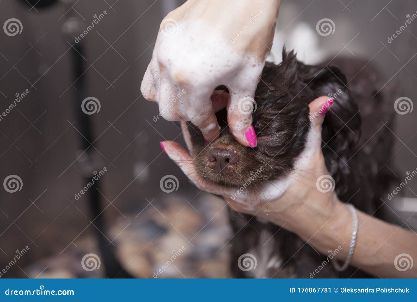 adorable paws dog grooming salon