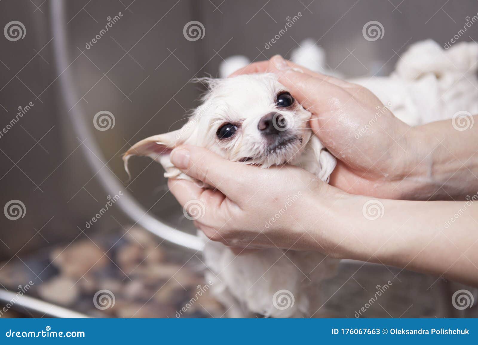 adorable paws dog grooming salon