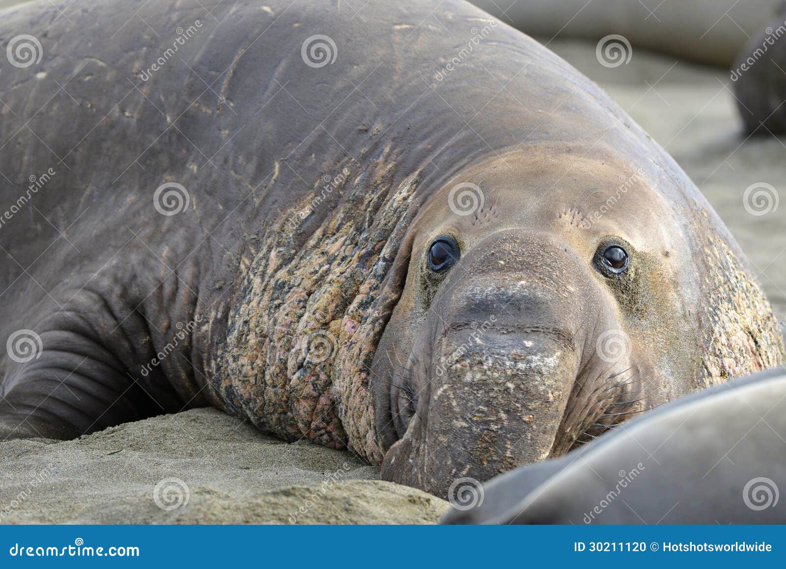 Elephant Seal, Male Adult Beachmaster Close Up, Big Sur, California
