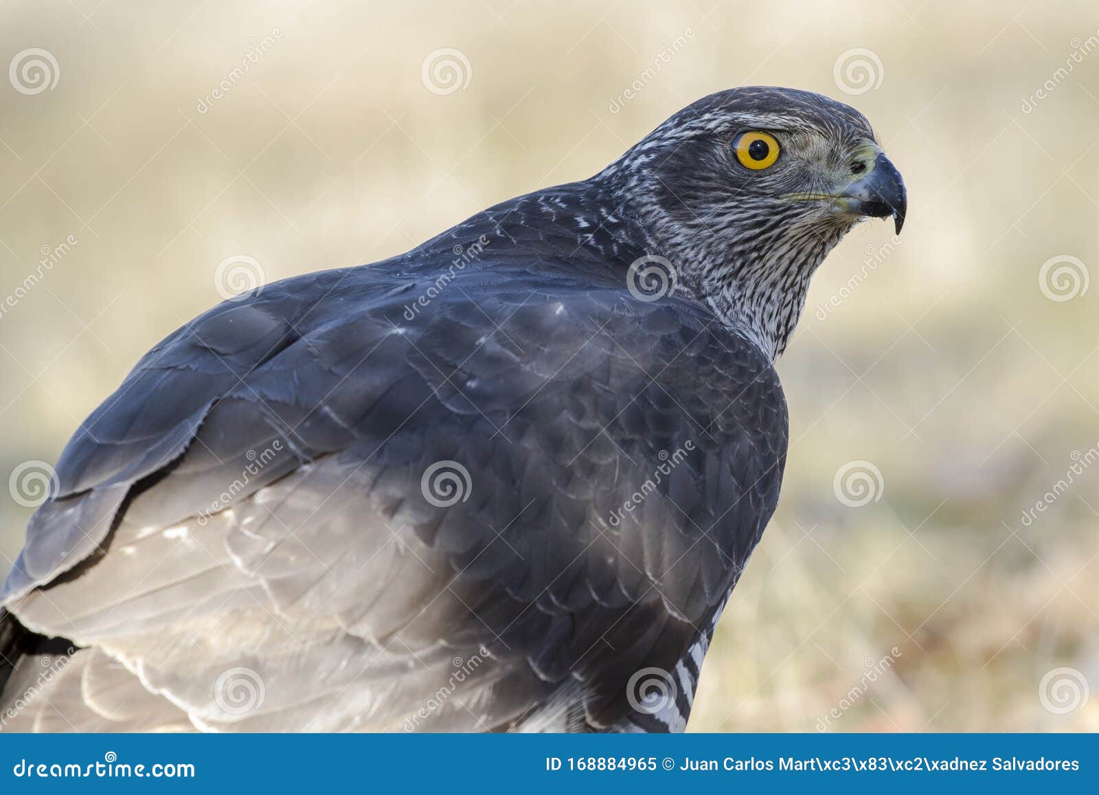 close-up of an adult northern azor, accipiter gentilis