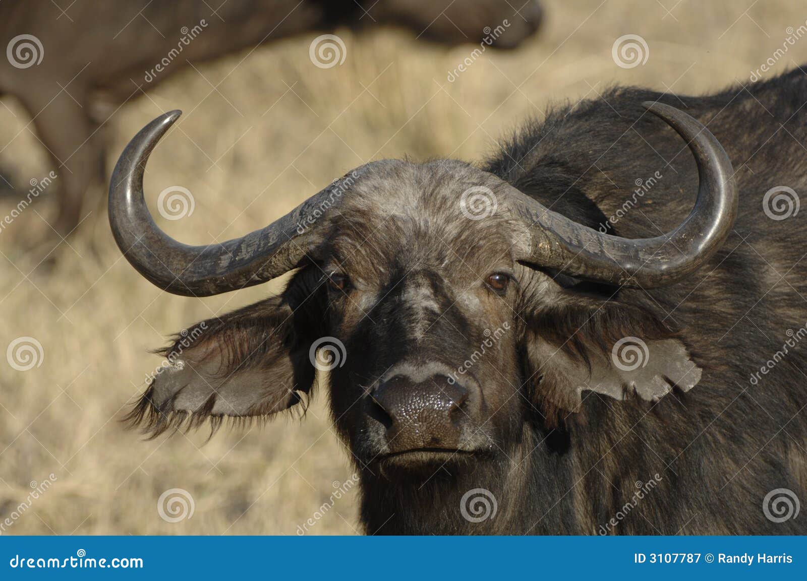 close up of african buffalo