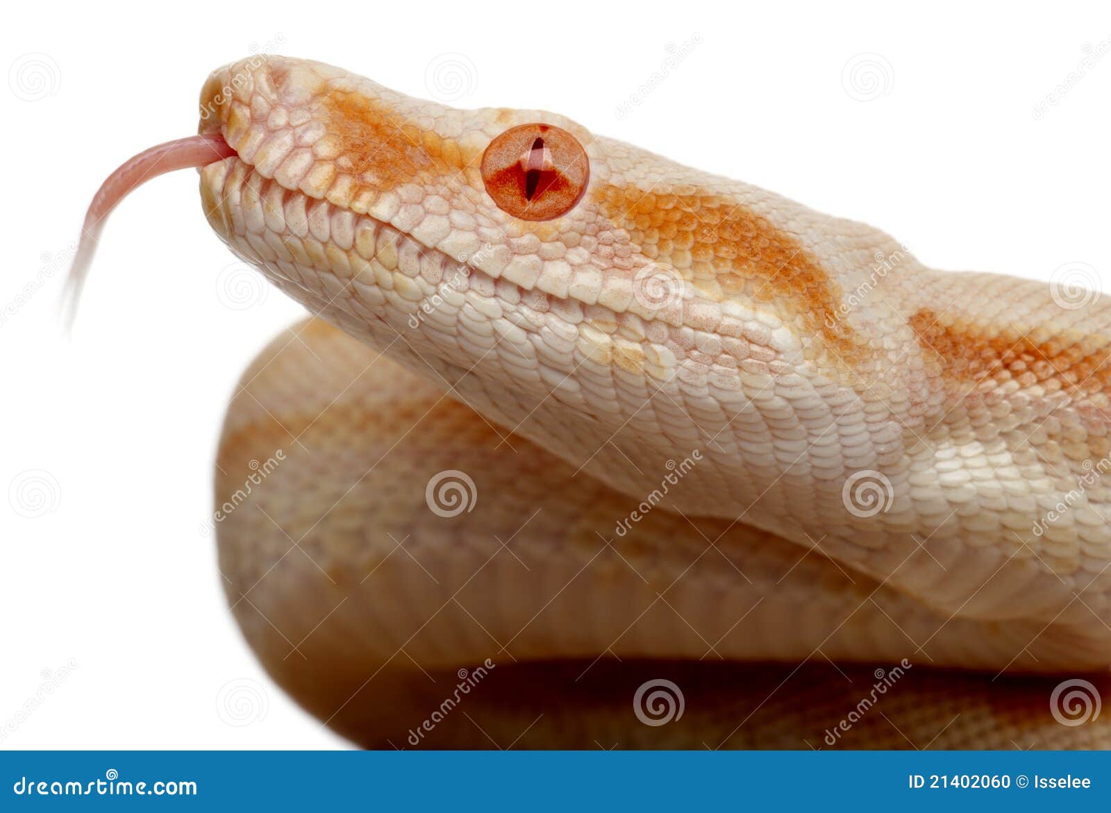 albino boa constrictor python albino boa constrictor python