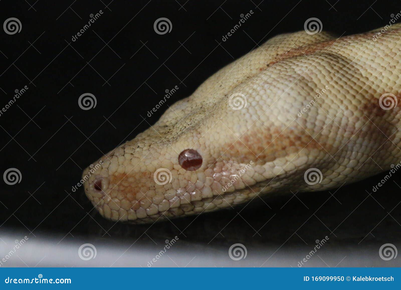 white boa constrictor white boa constrictor