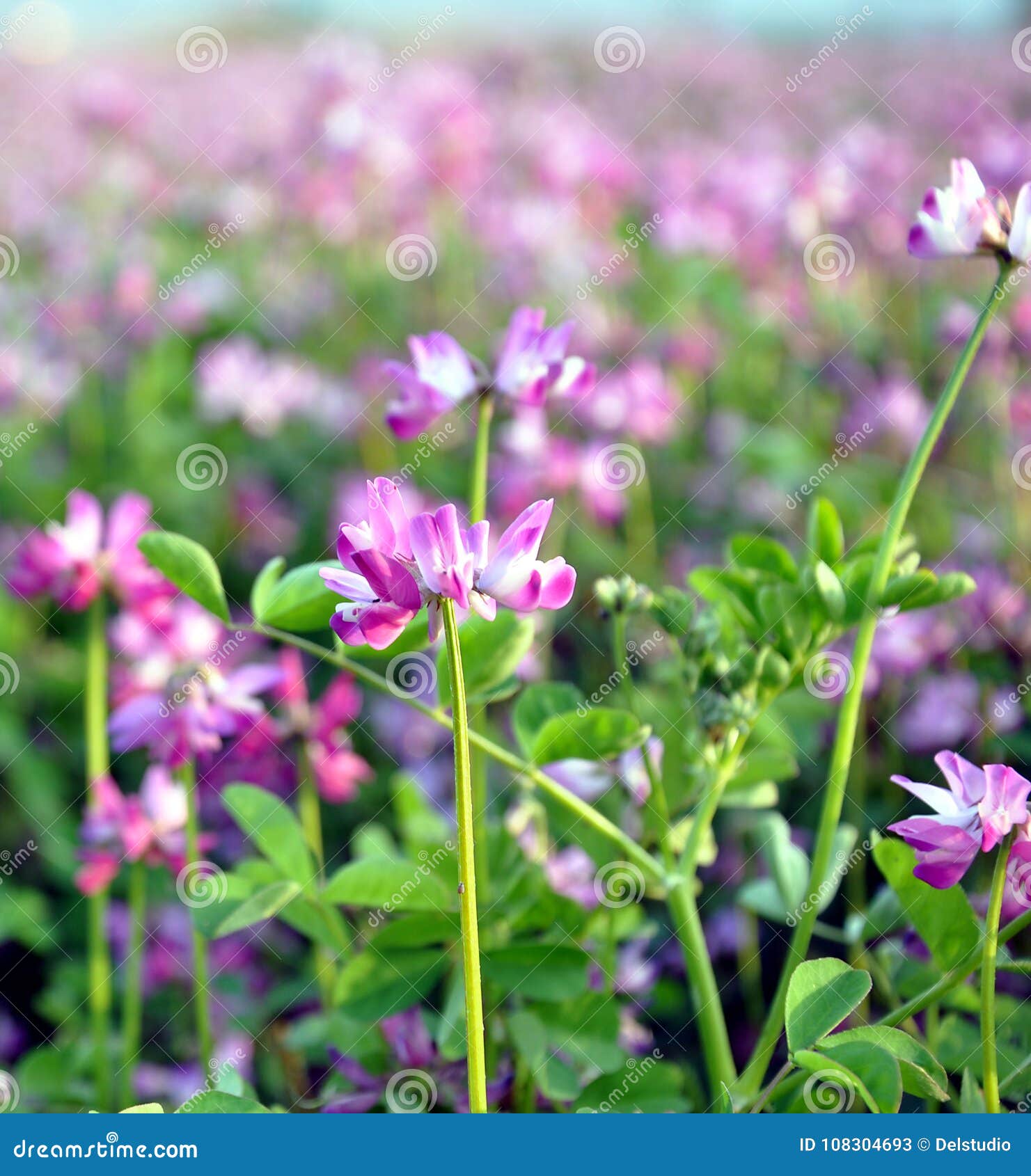 close up of alfalfa flowers also called lucerne