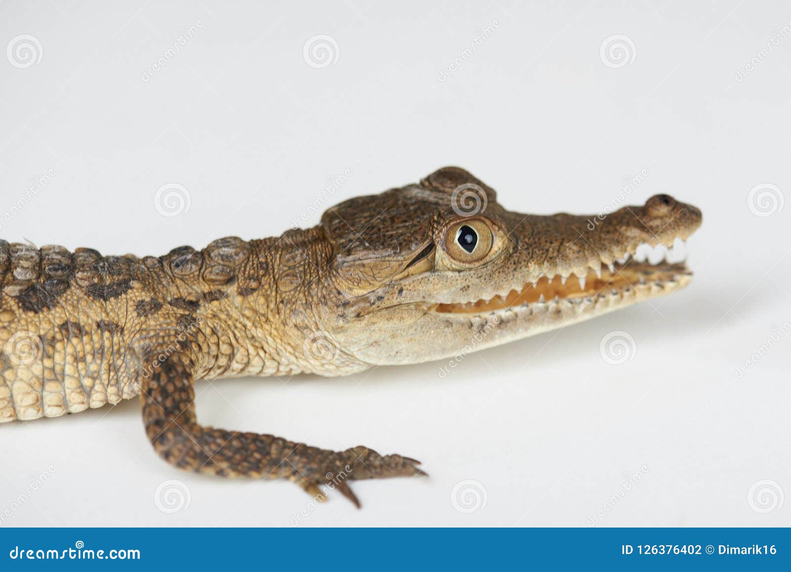 Close up of alligator head stock photo. Image of macro 126376402