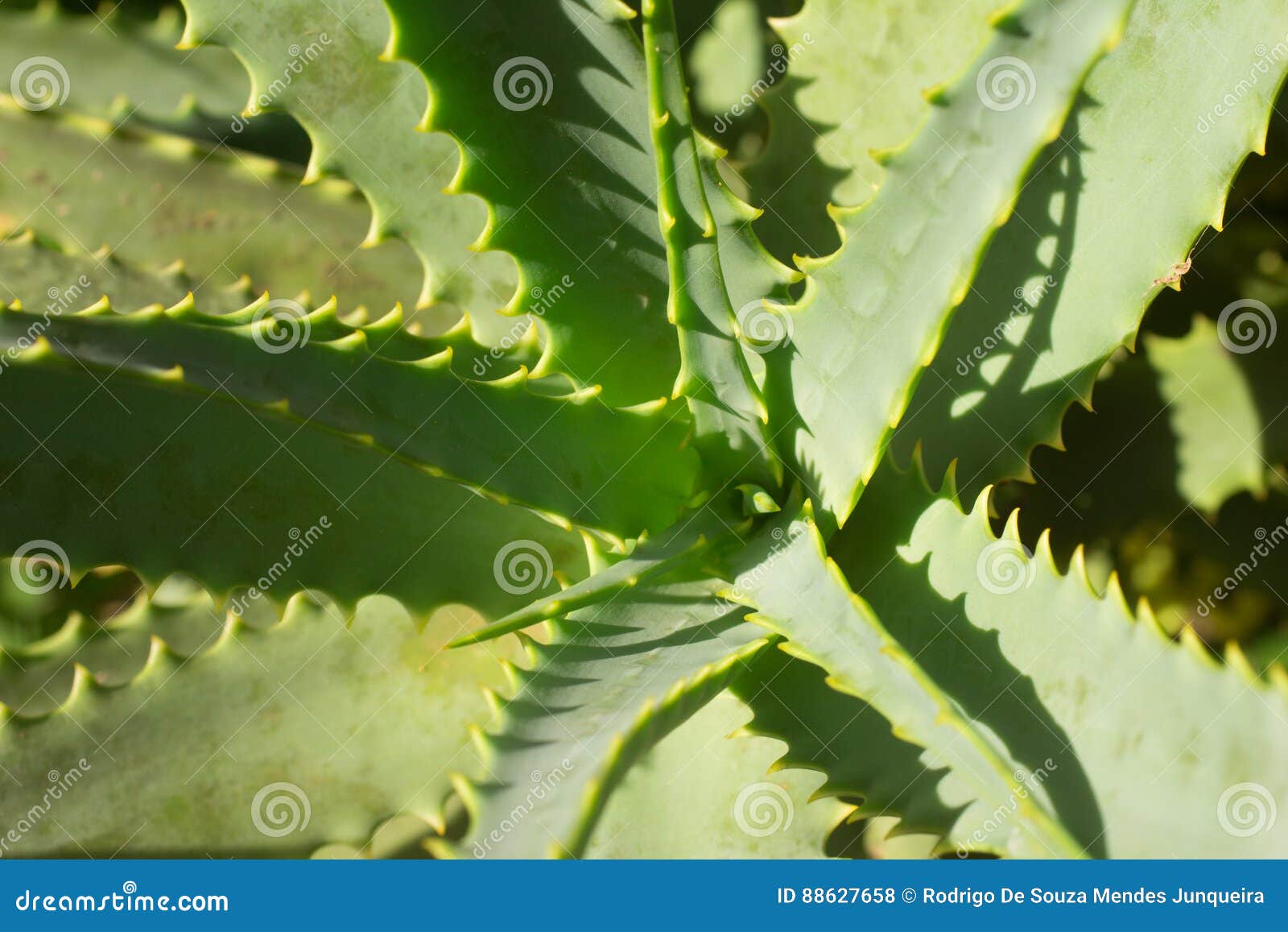 close up aloe vera plant
