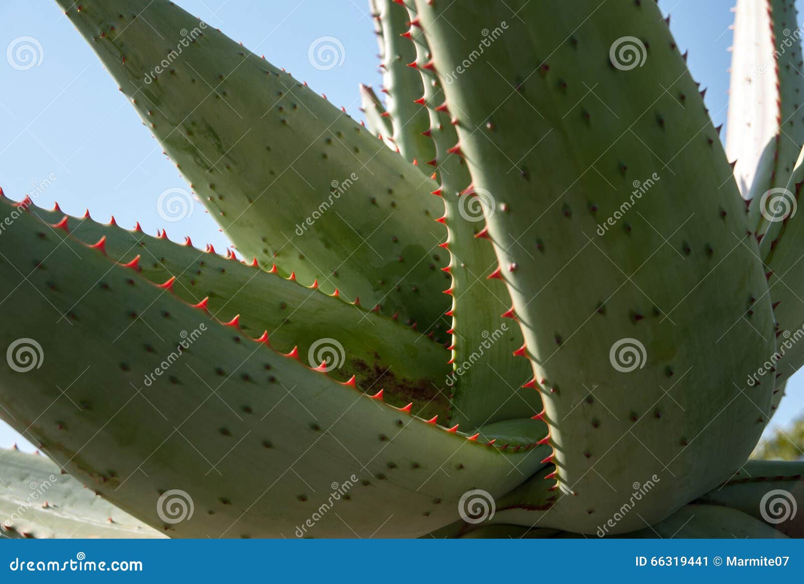 Close Up Of An Aloe Vera Plant Stock Image Image Of Alternative