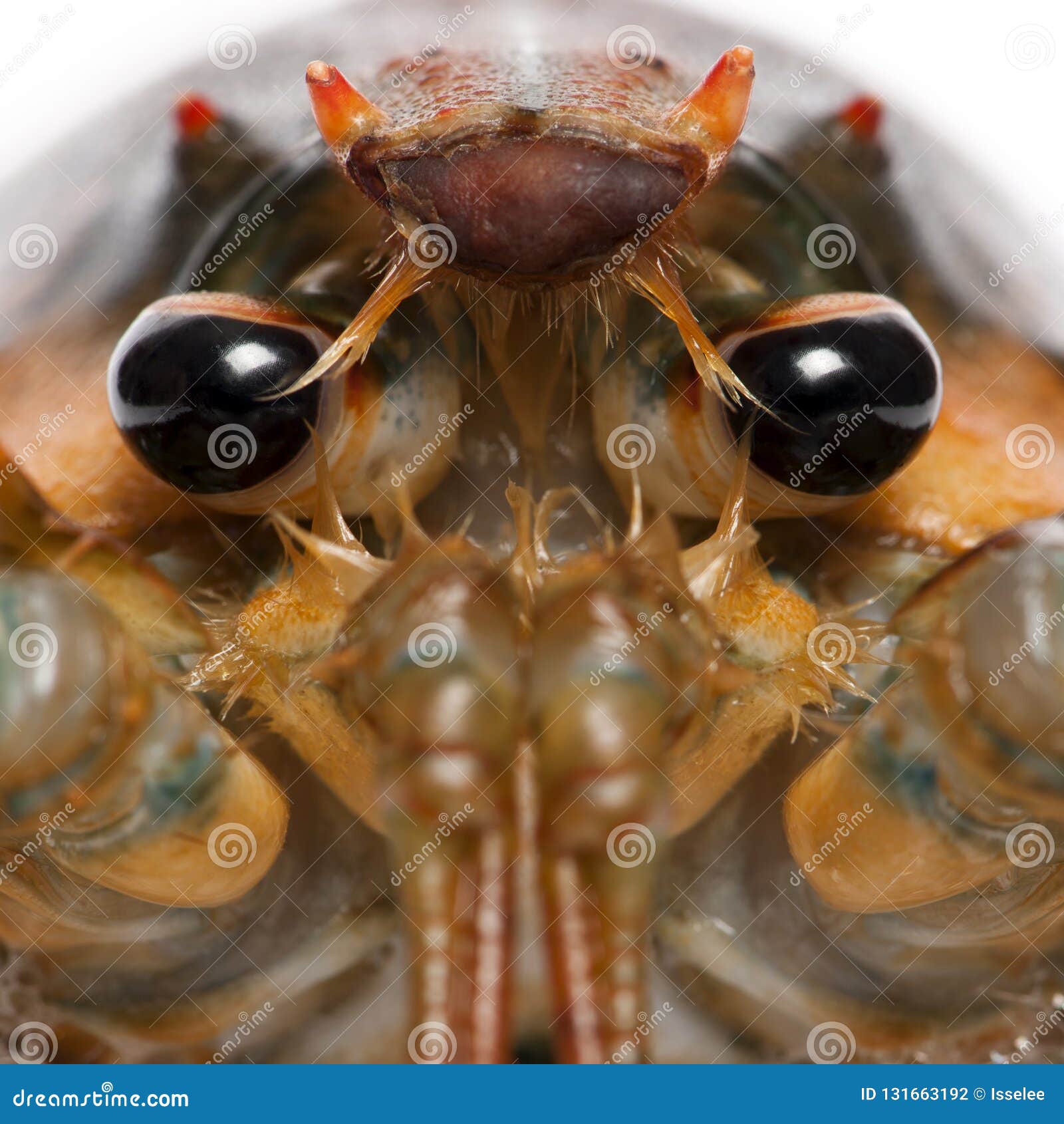 Closeup Of American Lobster, Homarus Americanus Stock Photo Image of