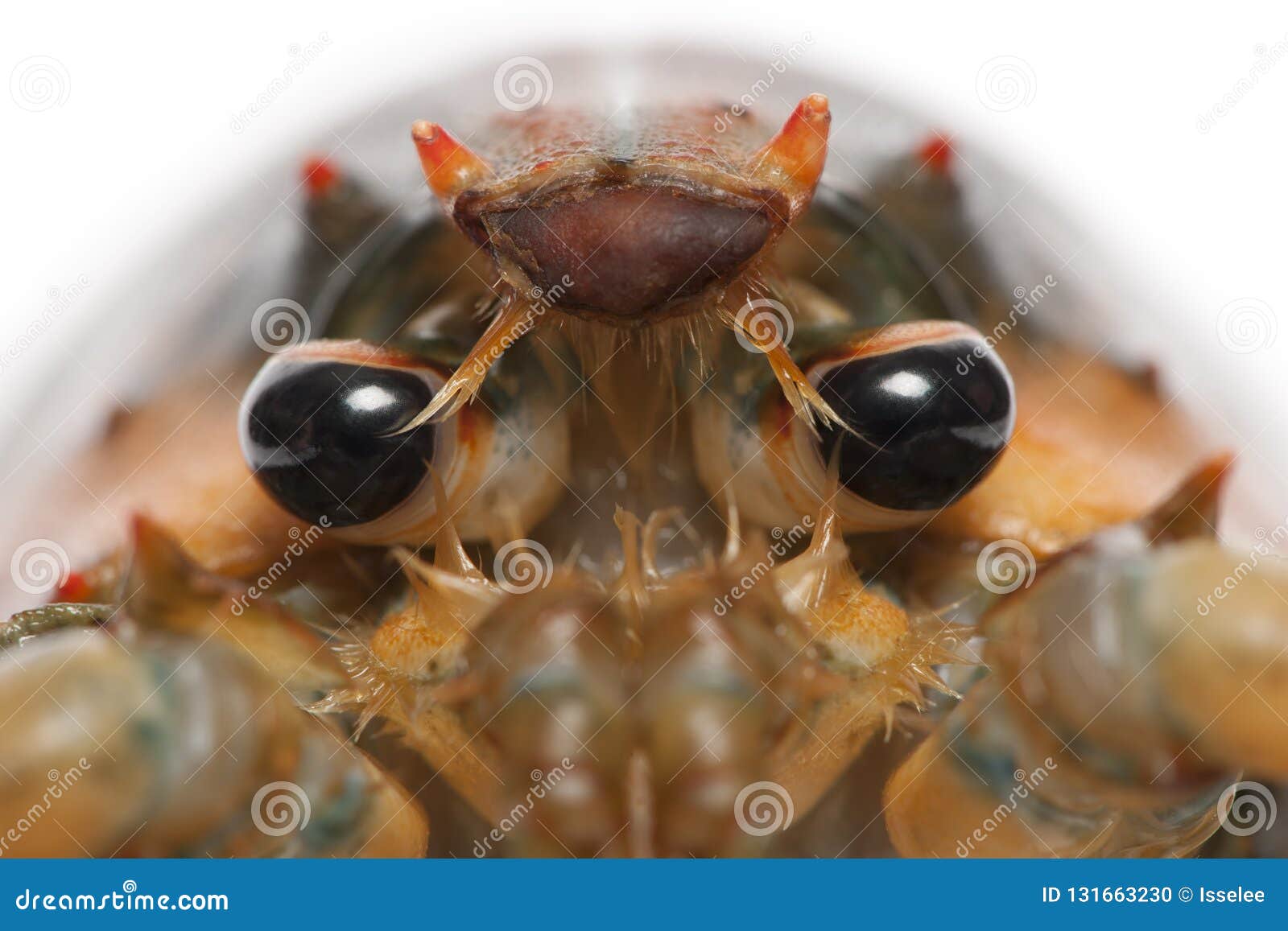 Closeup Of American Lobster, Homarus Americanus Stock Photo Image of