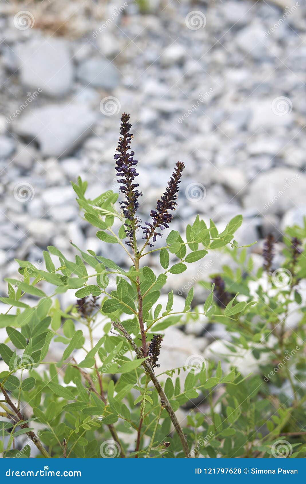 close up amorpha fruticosa plant