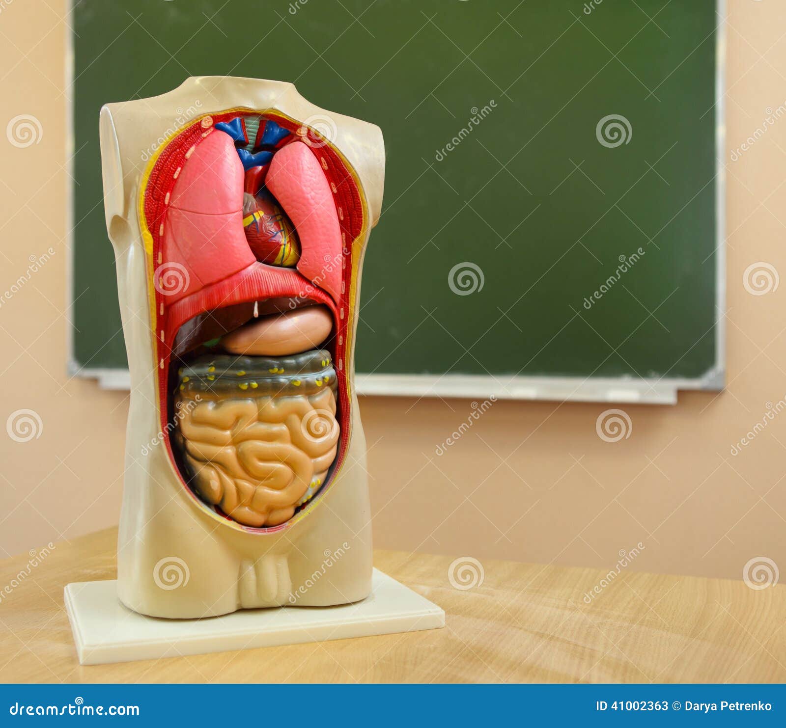 Close Up of Anatomical Model of a Human Body Stock Image Image of