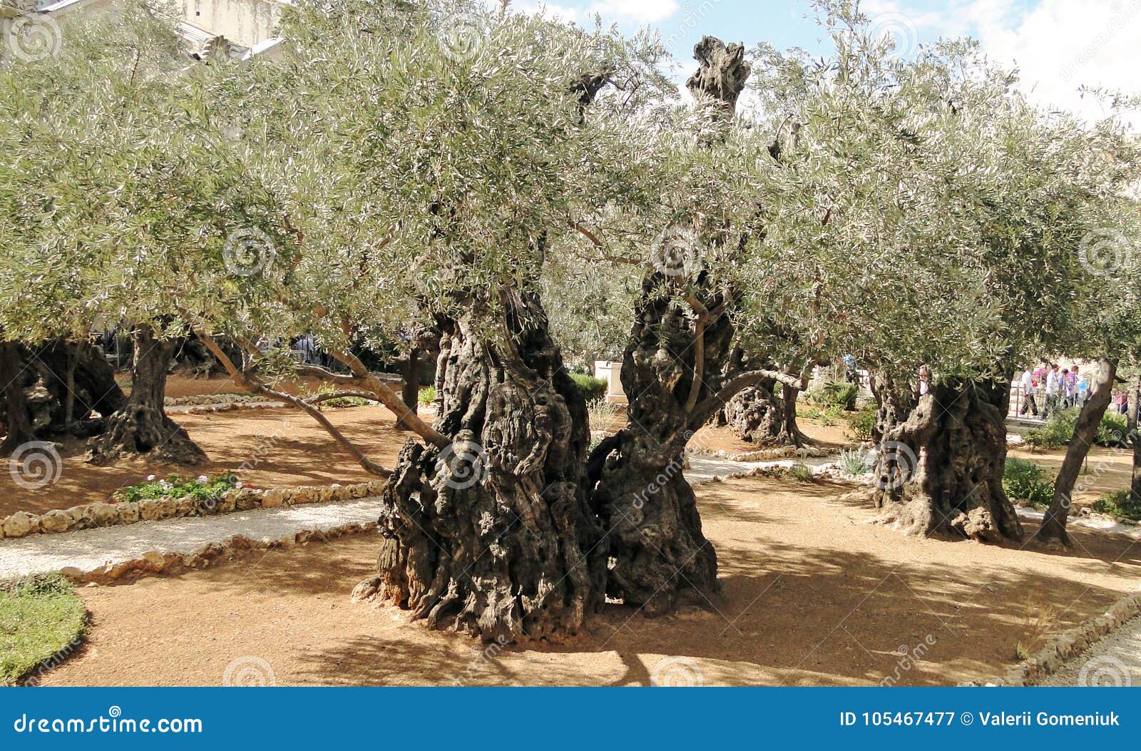 Ancient Olive Tree In Garden Of Gethsemane In Jerusalem Editorial