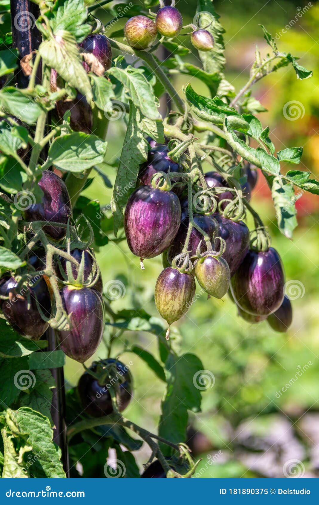 ancient specie of purple tomatoes growing in a vegetable garden