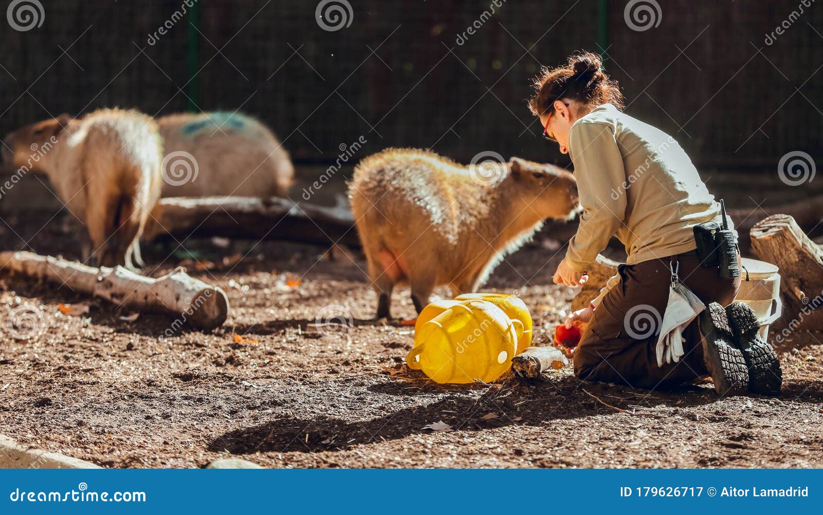 zoo keeper feeding animals