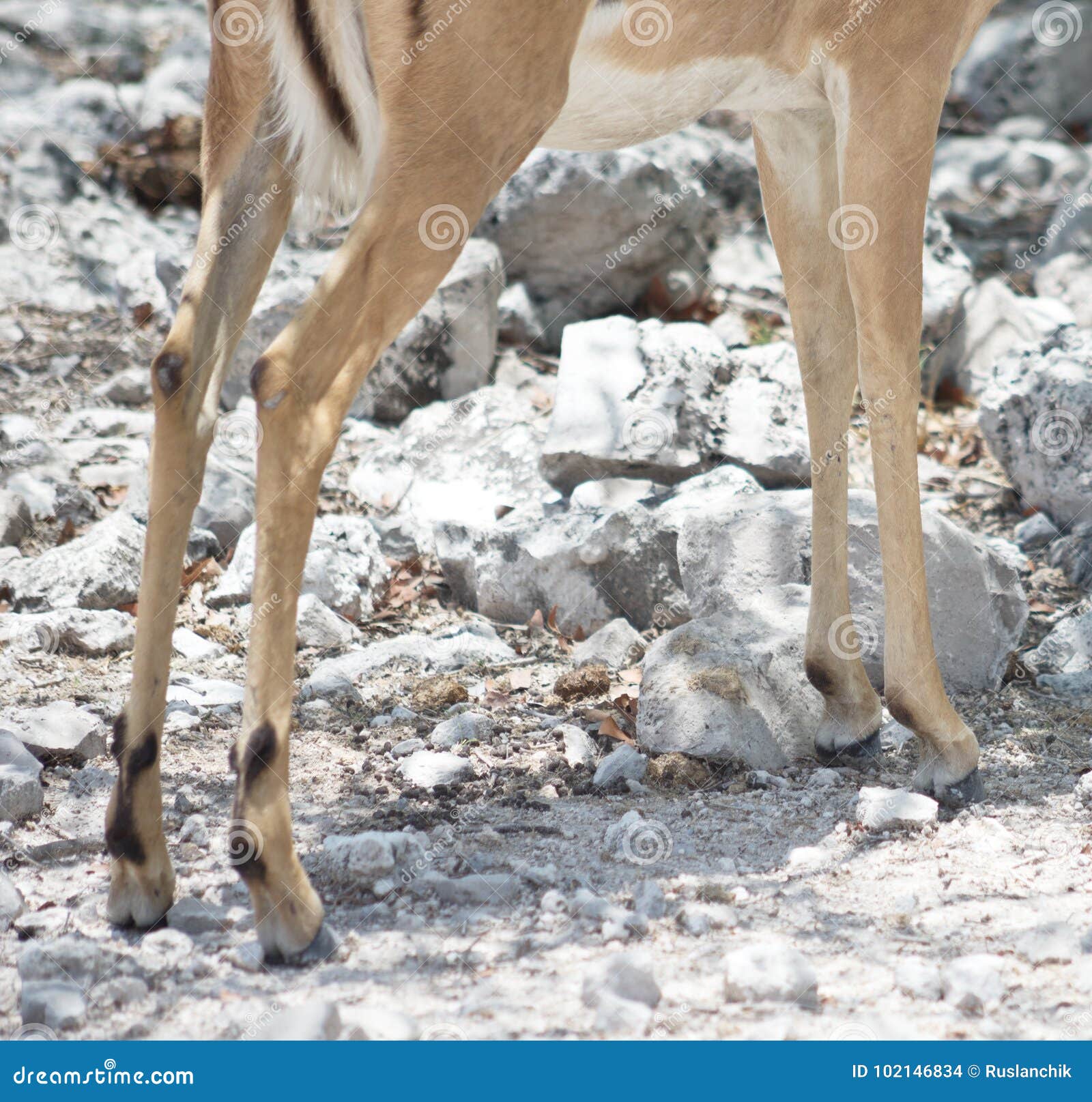 Antelope legs stock photo. Image of hoof, mammal, stable - 102146834