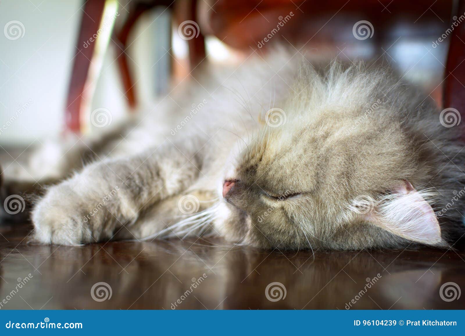 Close Up Animal Persian Cat Sleeping In Bed And Light Blur Background