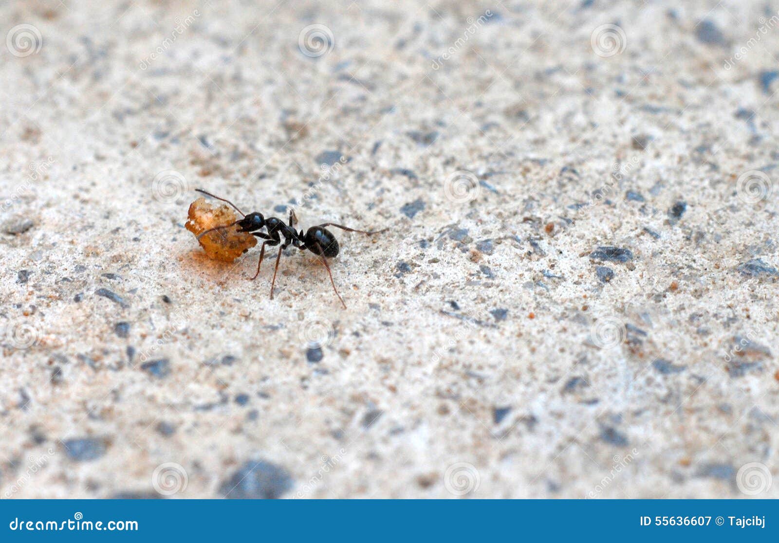 Close Up of Ant Carrying Food Stock Image Image of close, closeup