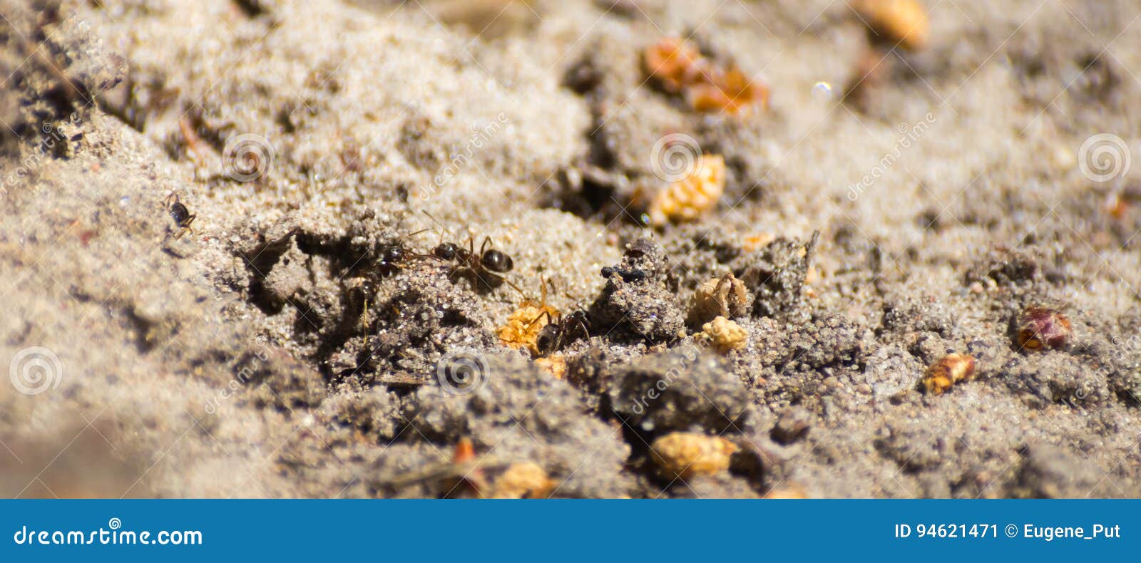 Closeup of Ants Exploring a Sand Spot in the Woods Stock Image Image