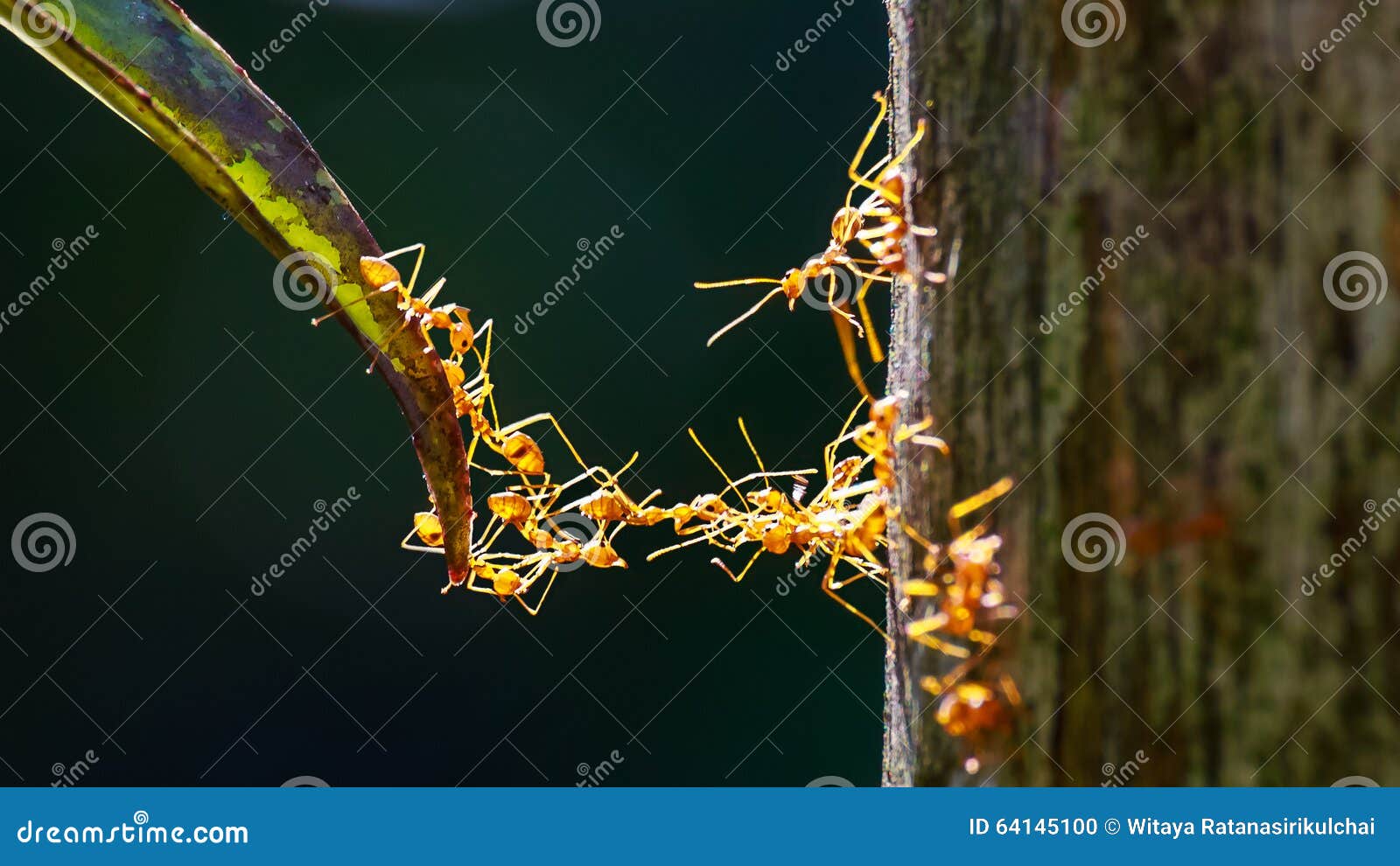 close up of ants making bridge with their bodies