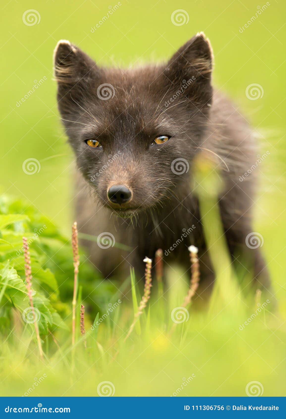 Close Up of an Arctic Fox in Summer Stock Photo - Image of grass, face ...