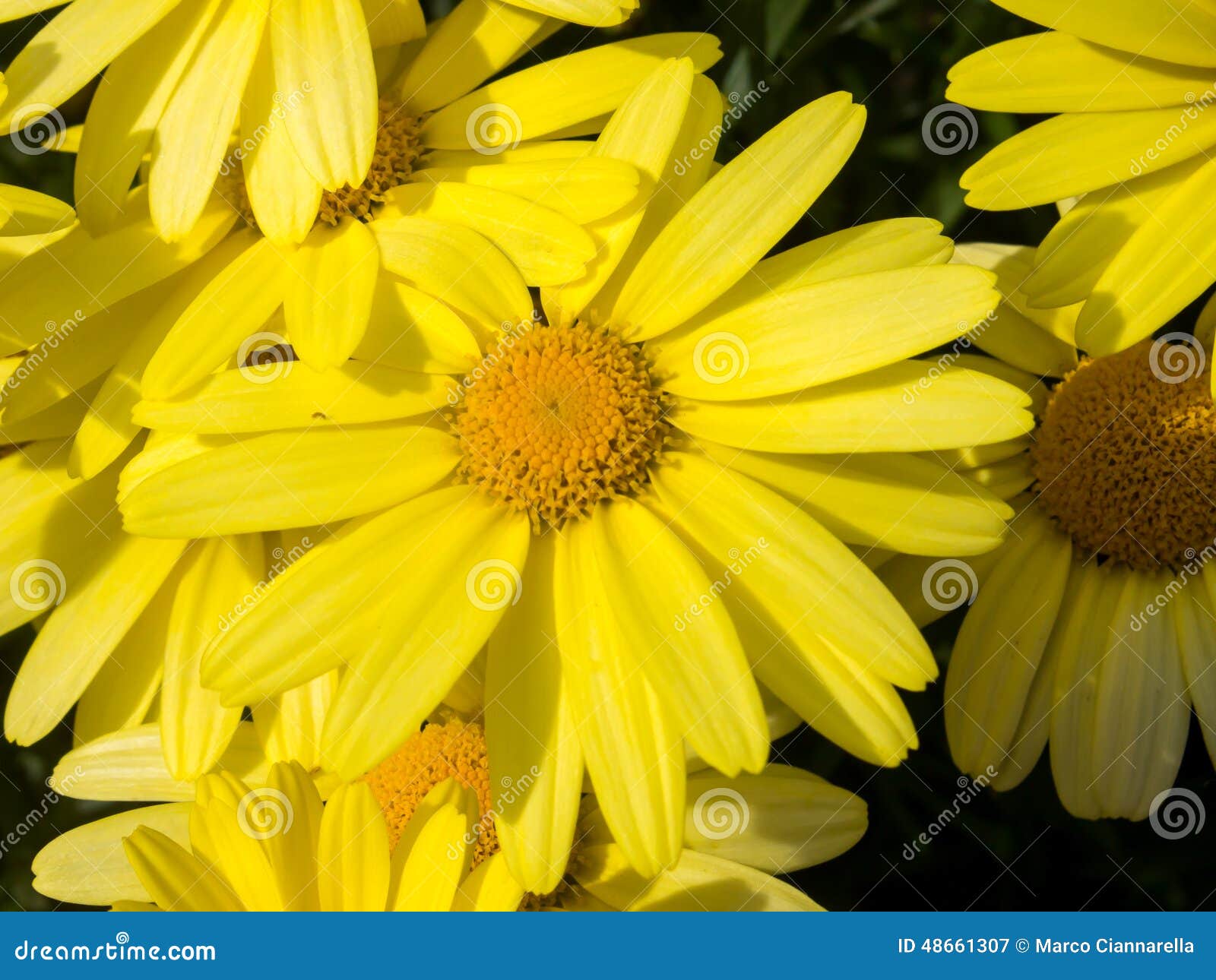 Close up of Arnica Flower. Arnica montana, European flowering plant used in herbal medicine