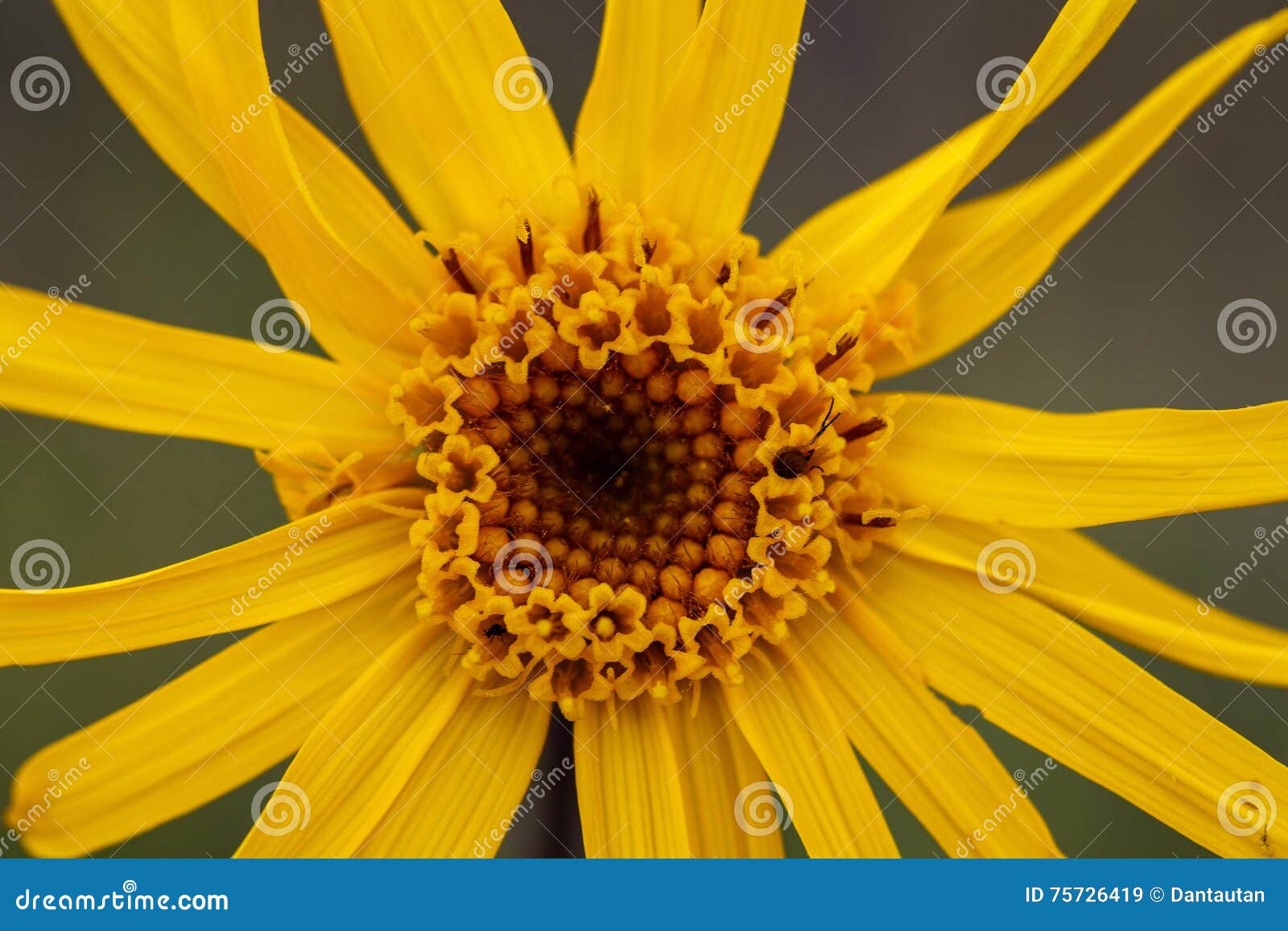 close up of arnica montana flower