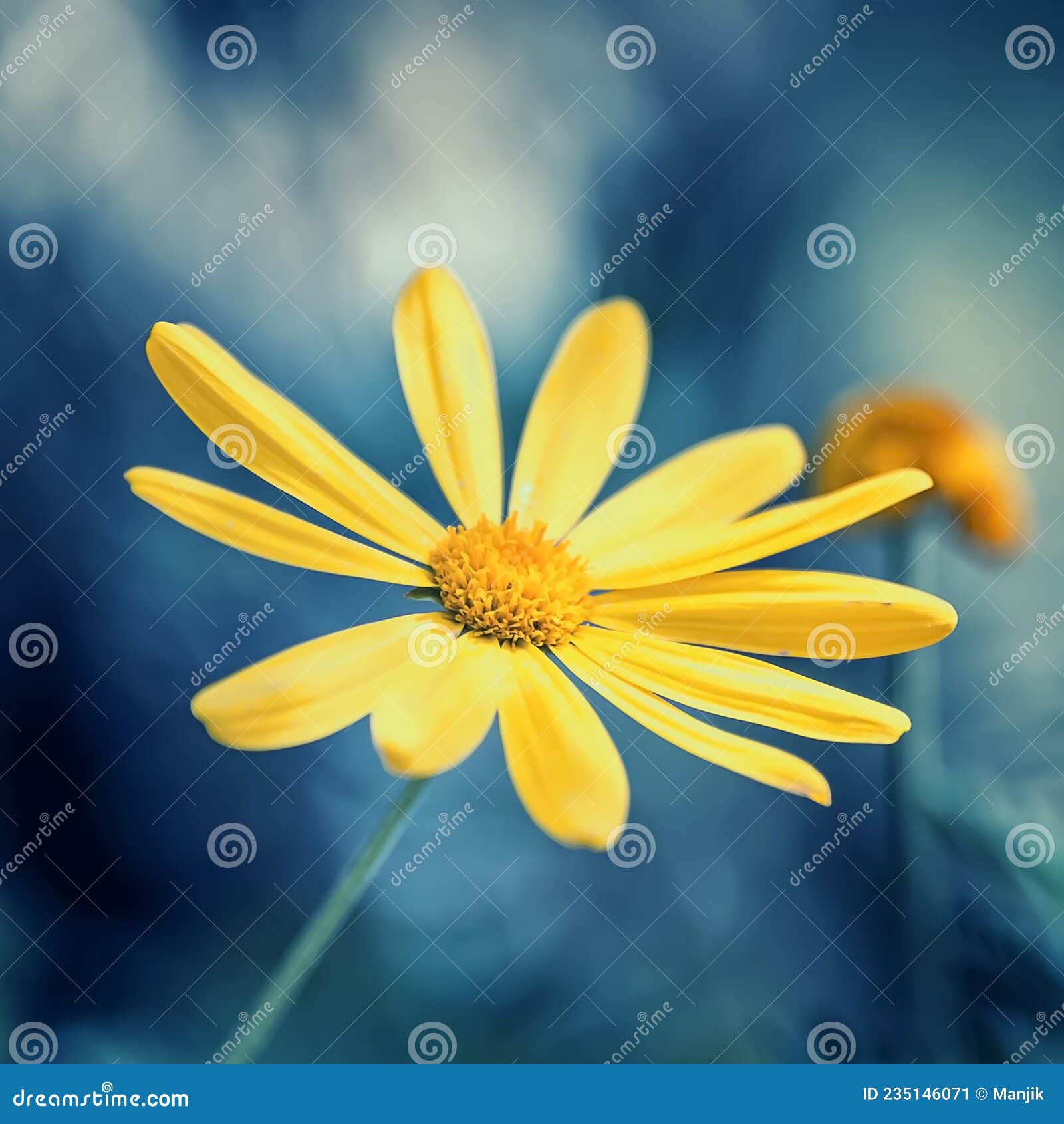 close up on a yellow flower