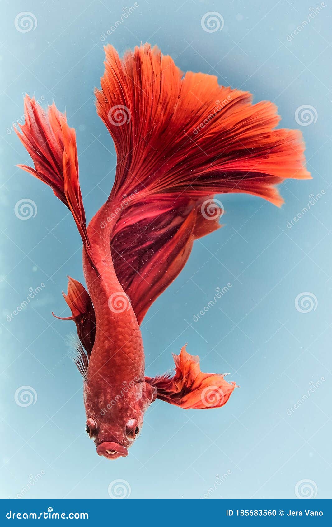 betta fish colour