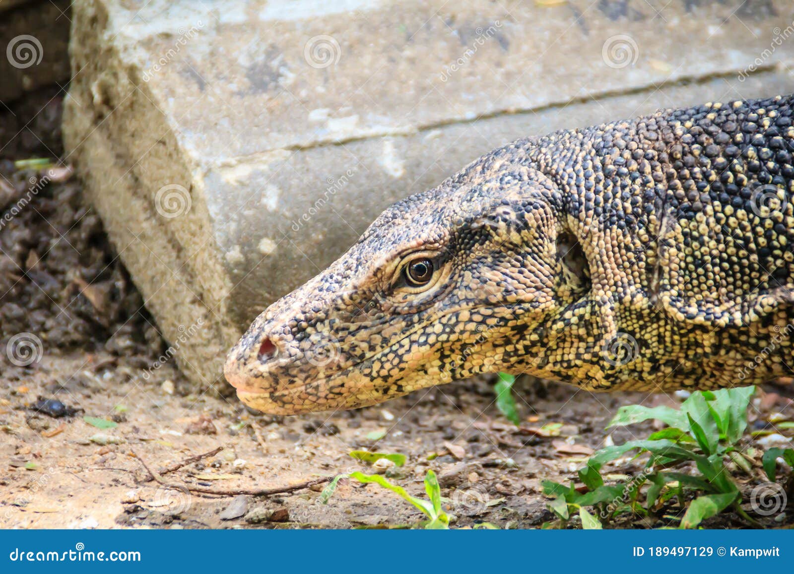 close up the asian water monitor (varanus salvator), also called common water monitor, is a large varanid lizard native to south