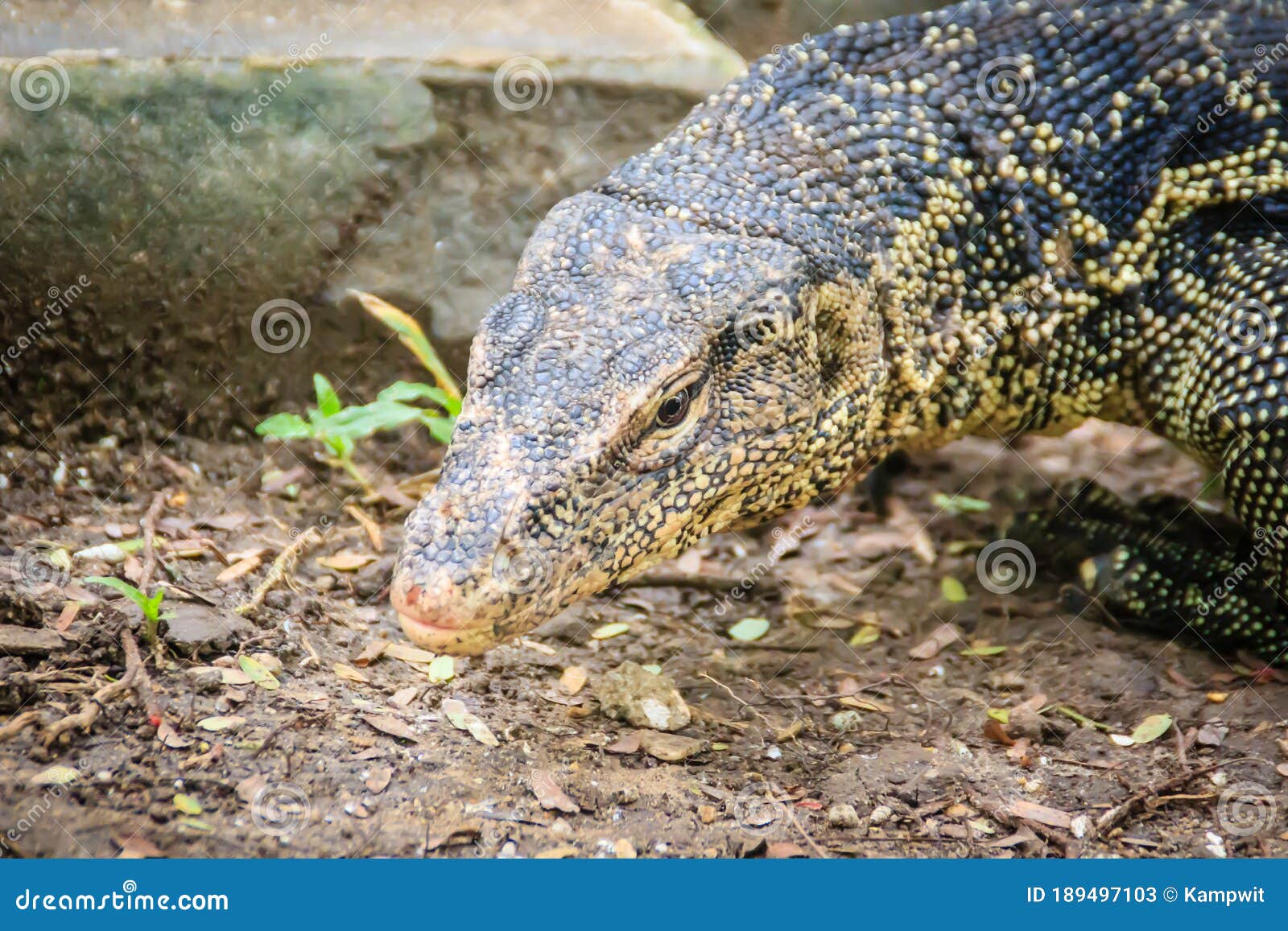 close up the asian water monitor (varanus salvator), also called common water monitor, is a large varanid lizard native to south