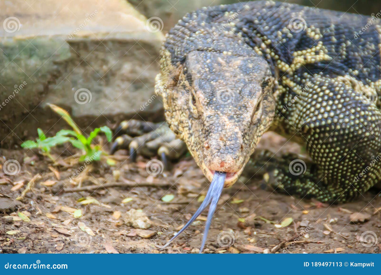 close up the asian water monitor (varanus salvator), also called common water monitor, is a large varanid lizard native to south