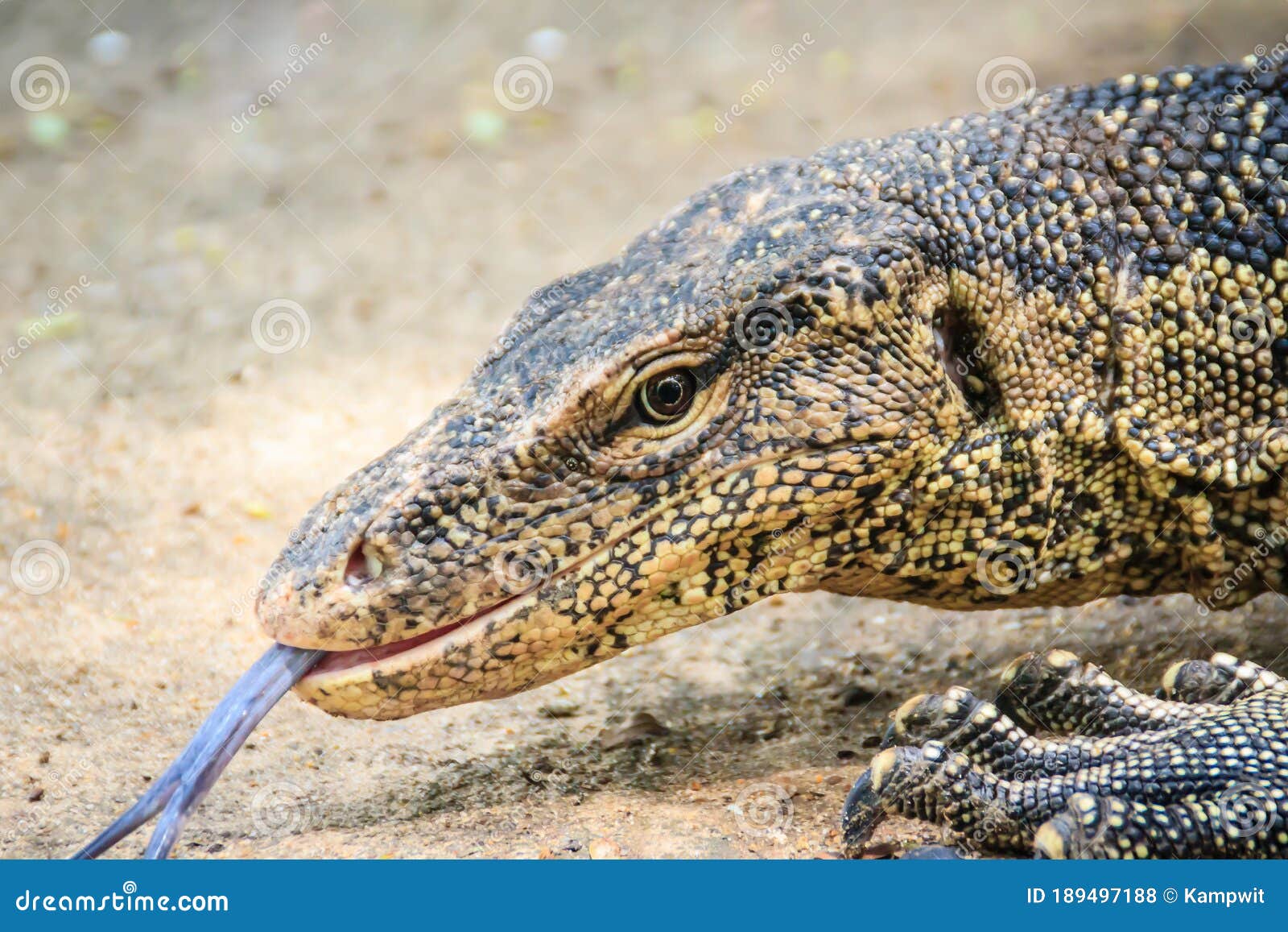 close up the asian water monitor (varanus salvator), also called common water monitor, is a large varanid lizard native to south