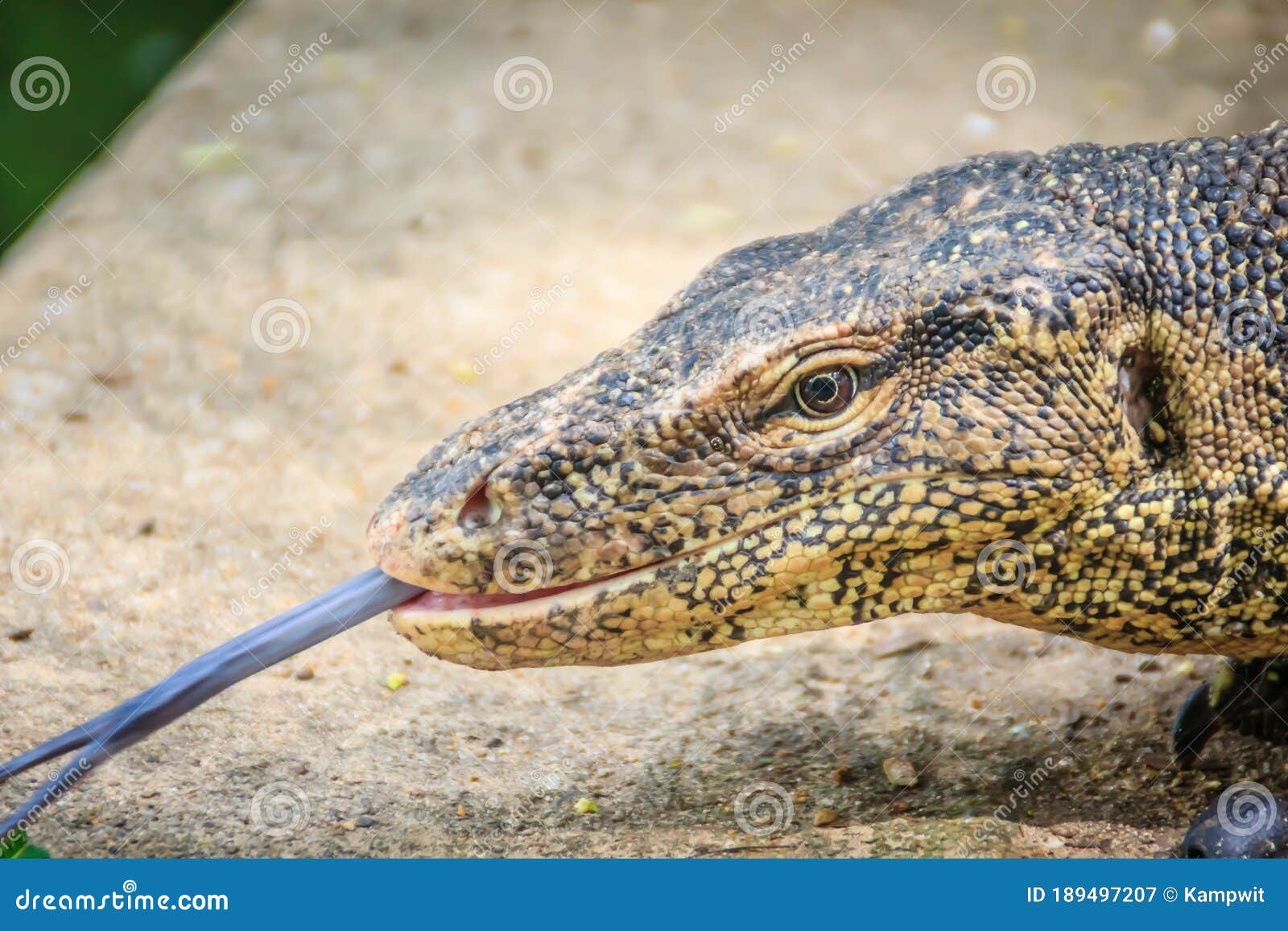 close up the asian water monitor (varanus salvator), also called common water monitor, is a large varanid lizard native to south