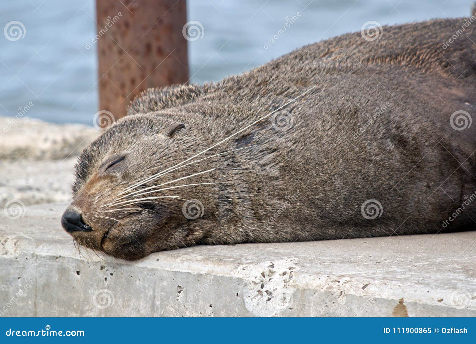 Fox Red Fox AnimalStock Photo. Fox Red Fox Animal Head Close-up